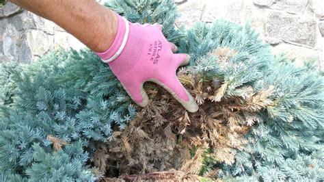 how to get rid of juniper bushes